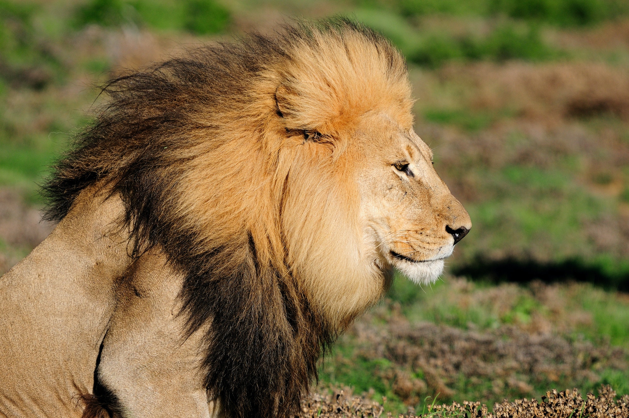A Kalahari lion